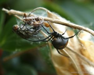 Pavouk rodu Latrodectus (Theridiidae, Araneomorphae)