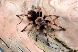 Pavouk rodu Brachypelma (Theraphosidae, Mygalomorphae)