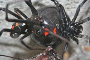 latrodectus