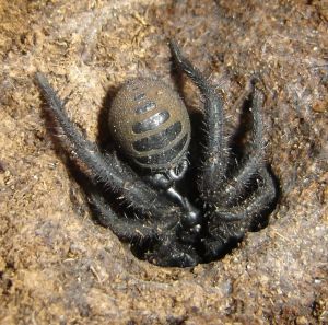 Pavouk rodu Liphistius (Liphistiidae, Mesothelae)