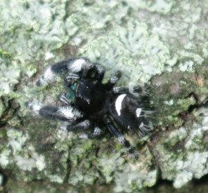 Phidippus regius juvenil male