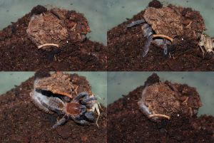 c_300_0_16777215_0___images_stories_article2_trapdoor_ornithoctonus.jpg