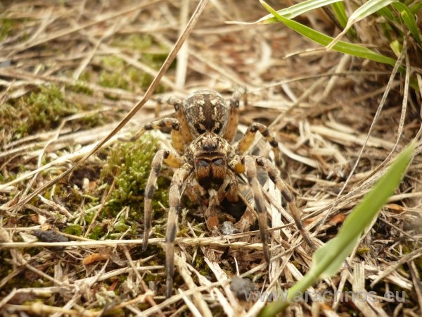 Geolycosa vultuosa.jpg