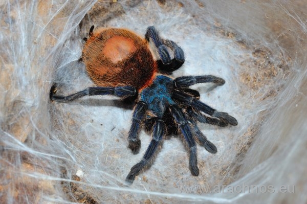 Chromatopelma cyaneopubescens gravid.jpg