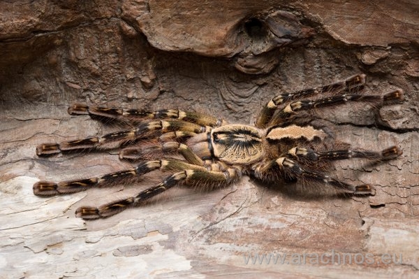 Poecilotheria ornata.jpg