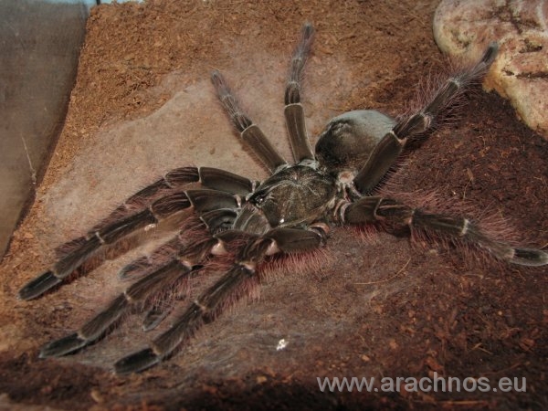 Theraphosa-blondi.jpg