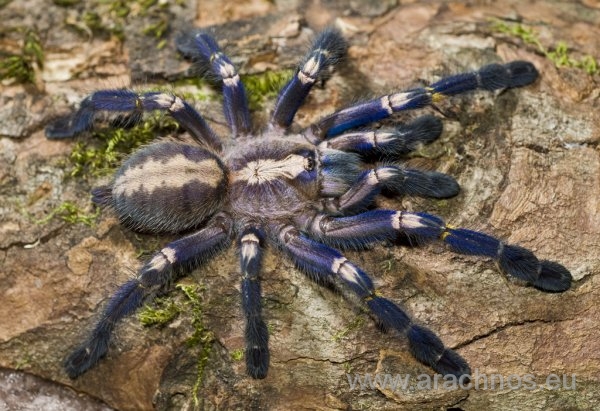 Poecilotheria metallica2.jpg