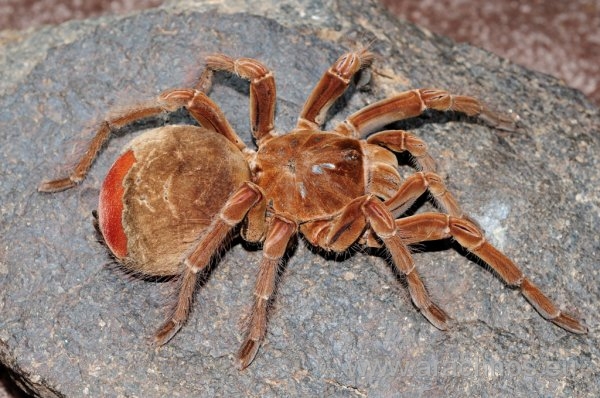 Theraphosa blondi.jpg