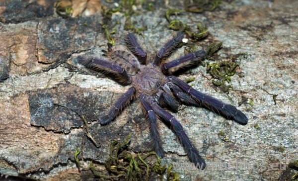 cyriopagopus sp. blue.jpg