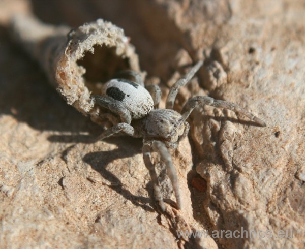 Stegodyphus lineatus.jpg