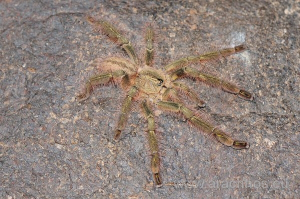 Poecilotheria Rufilata MM.jpg