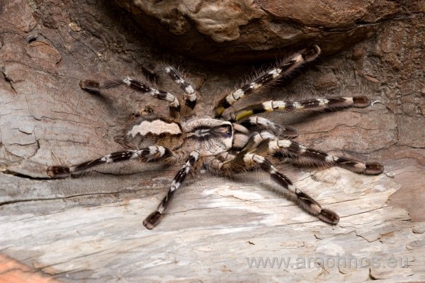 Poecilotheria regalis.jpg