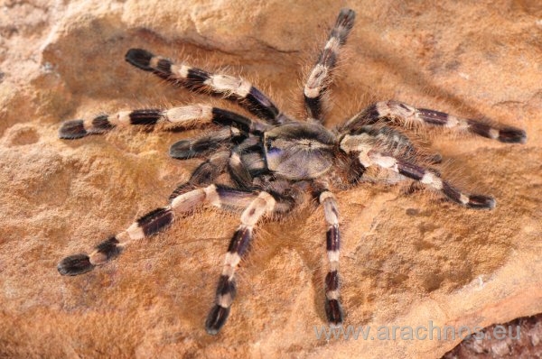 Poecilotheria miranda.jpg