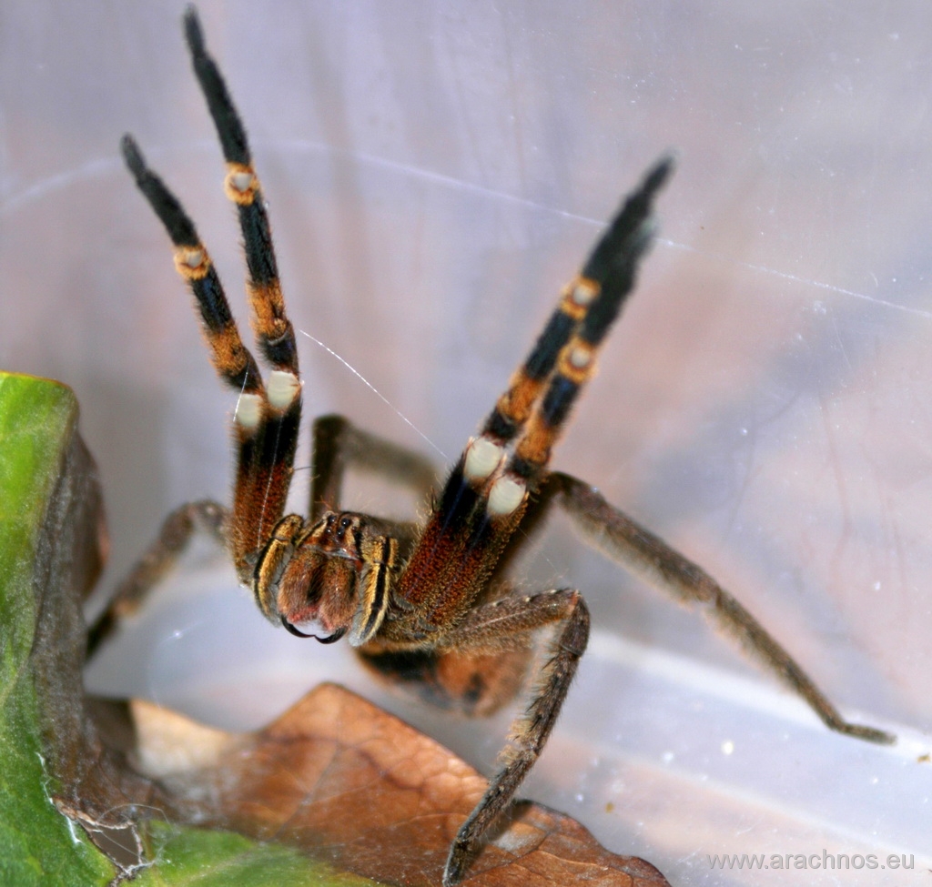 Phoneutria fera ♂