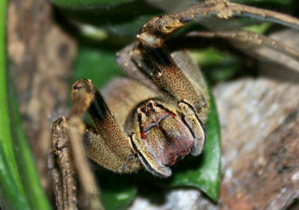 Biology of spiders Phoneutria genus