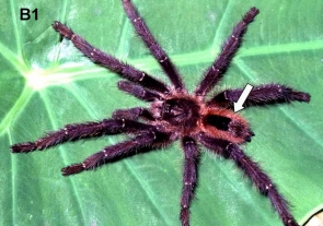 Description of two new species of Avicularia and redescription of Avicularia diversipes