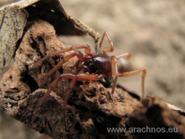 Harpactea rubicunda .jpg