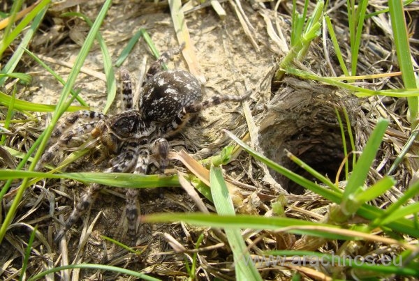 Lycosa singoriensis.jpg