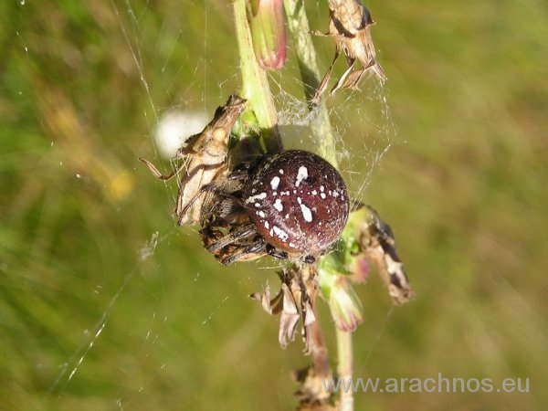 Araneus quadratus.jpg