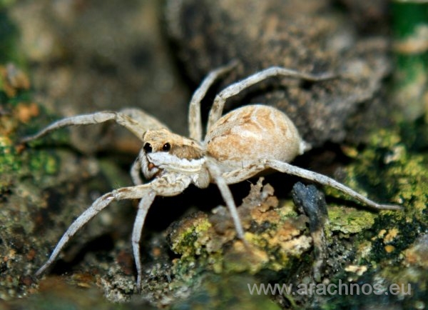 Lycosa abnormis juvenil.jpg