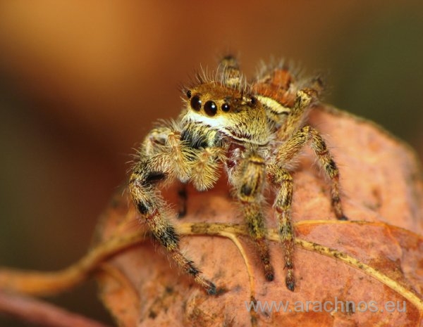 Phidippus Clarus15.jpg