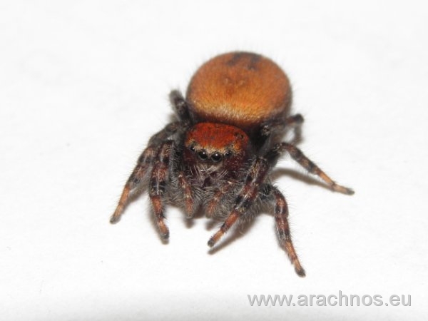 Phidippus apacheanus2.jpg