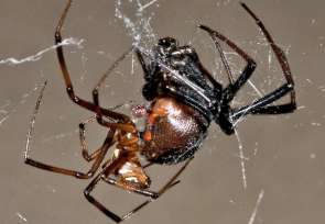  Hazardous courtship of the genus Latrodectus